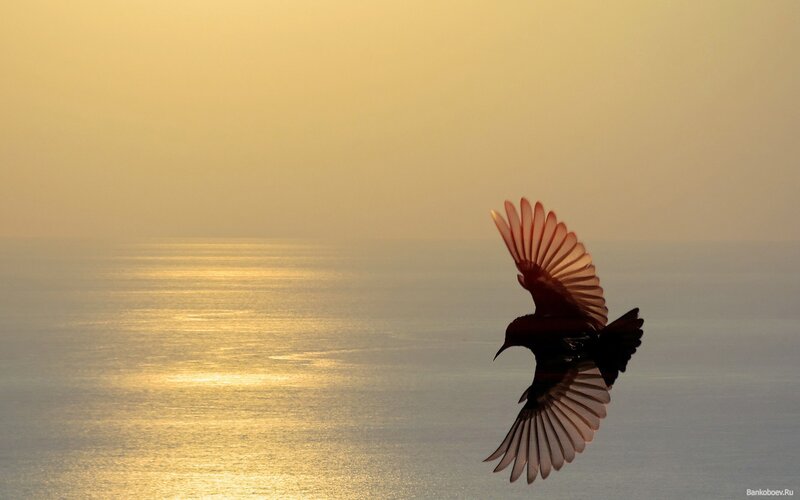 Bird flying over ocean at sunset
