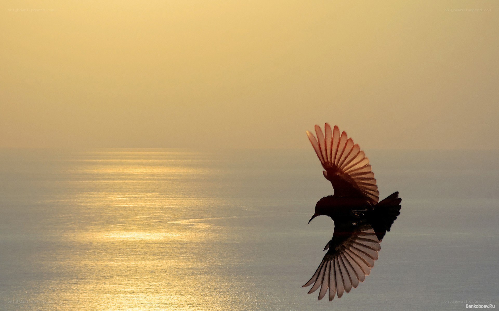 Bird flying over ocean at sunset