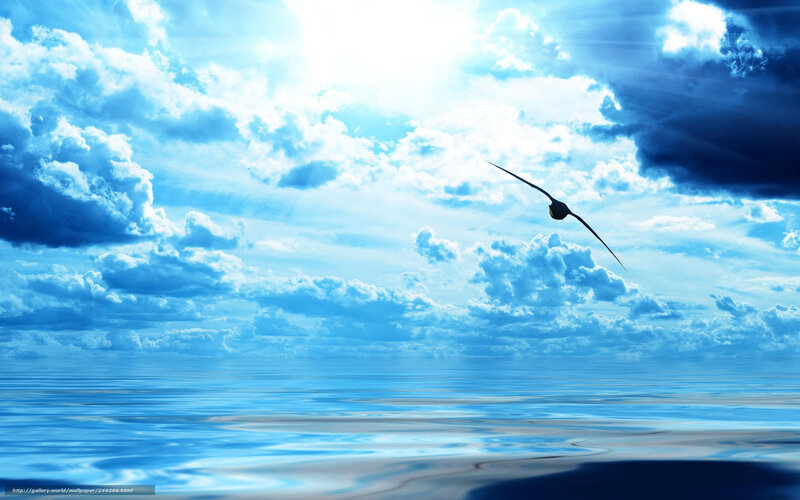 Bird Flying over Ocean — Blue, Serene, Afternoon, Photograph, Clouds, Sunlight, Sea