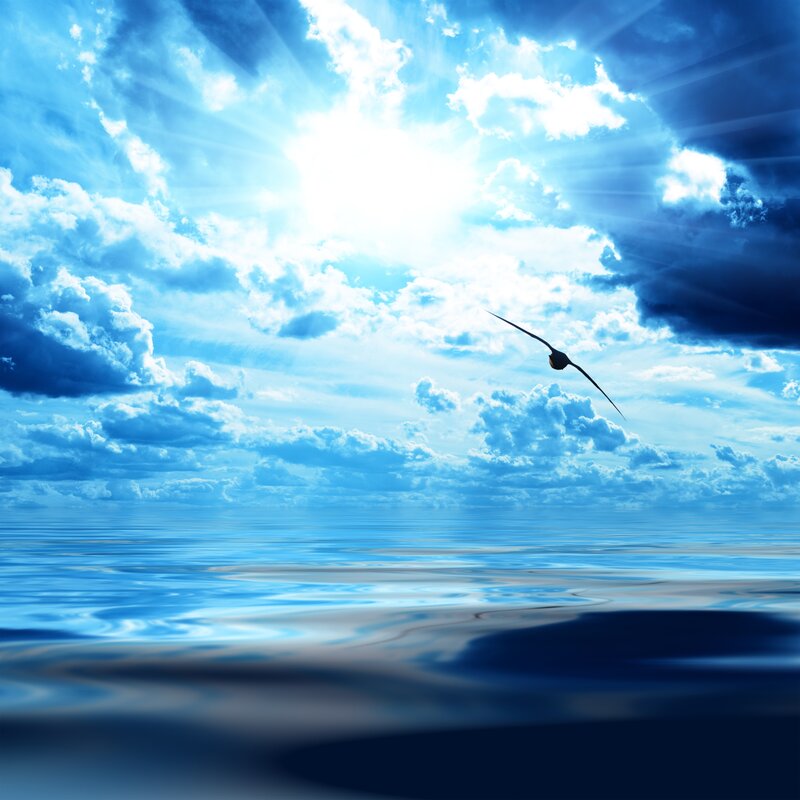 Bird Flying over Ocean — Blue, Serene, Afternoon, Photograph, Sun
