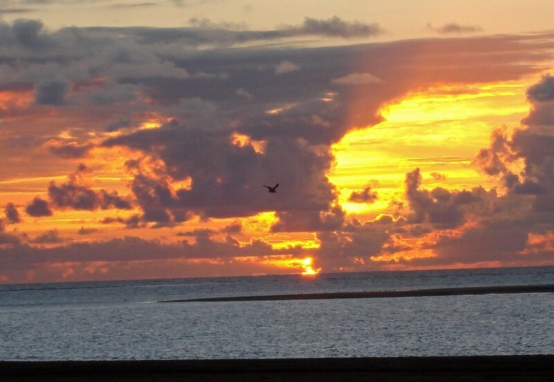 Bird Flying over Ocean — Orange, Dramatic