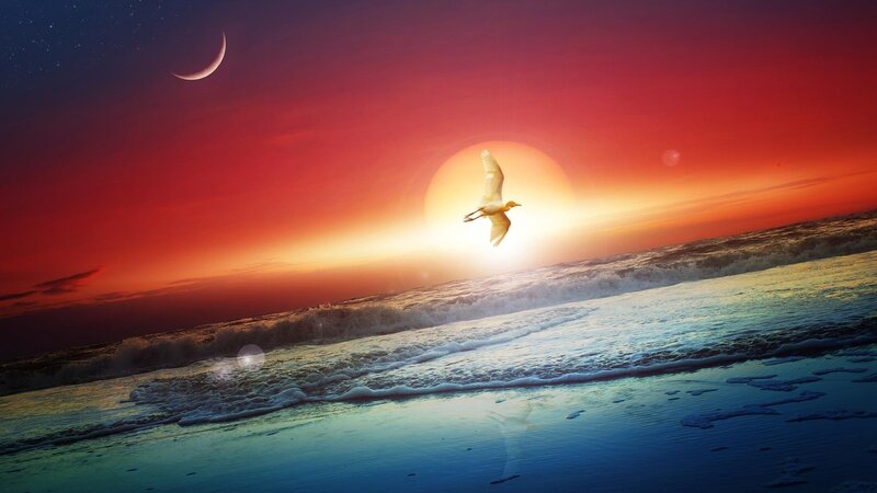 Bird Flying over Ocean — Red, Dramatic, Sunset