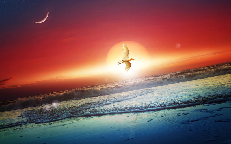 Bird Flying over Ocean — Red, Dramatic