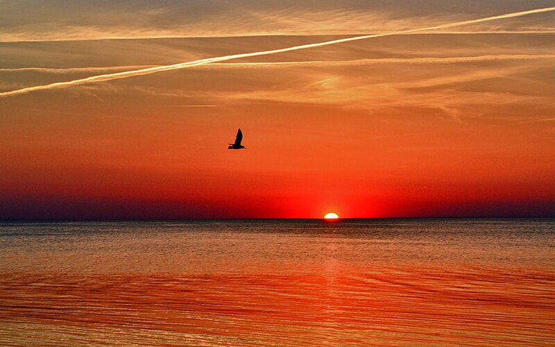 Bird Flying over Ocean — Red