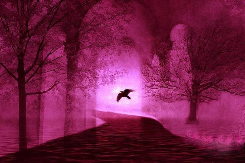 Bird Flying over Path