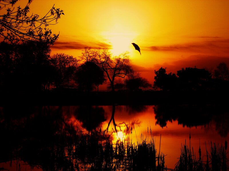 Bird Flying over Pond — Orange
