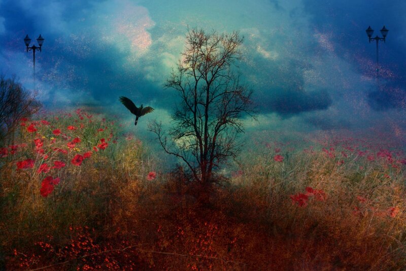 Bird Flying over Poppy Field