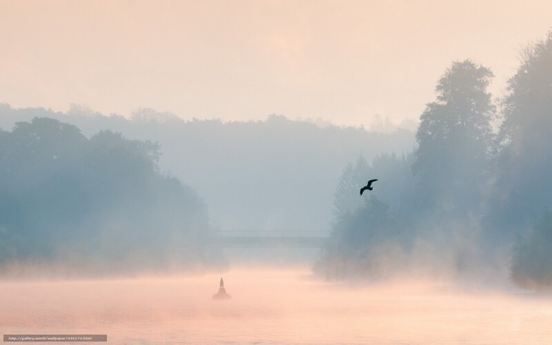Bird Flying over River — Pink, Misty