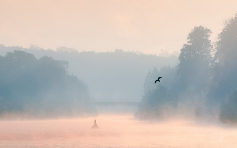 Bird Flying over River — Pink