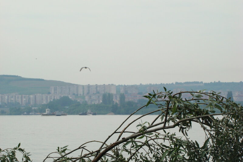 Bird Flying over River