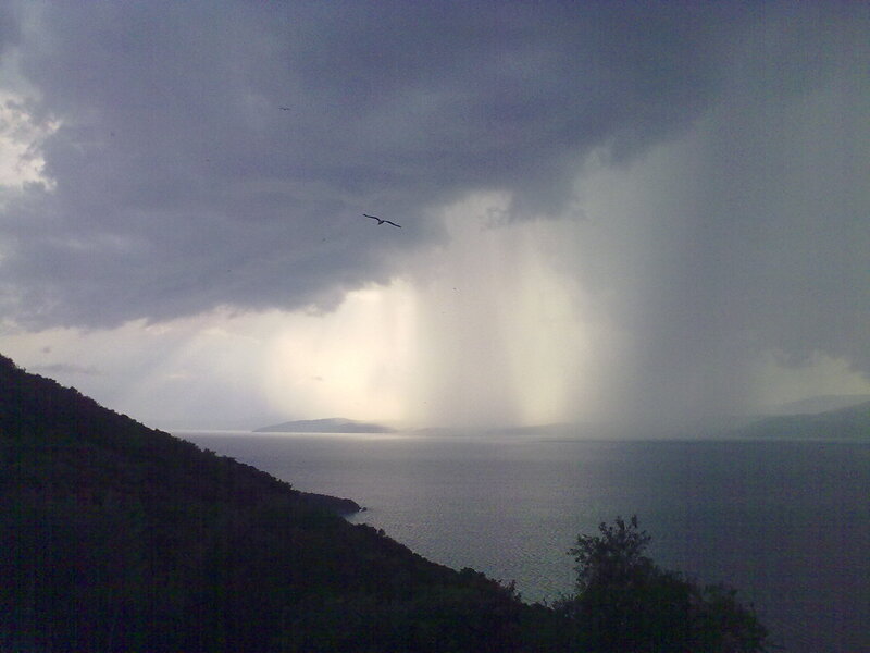 Bird Flying over Sea