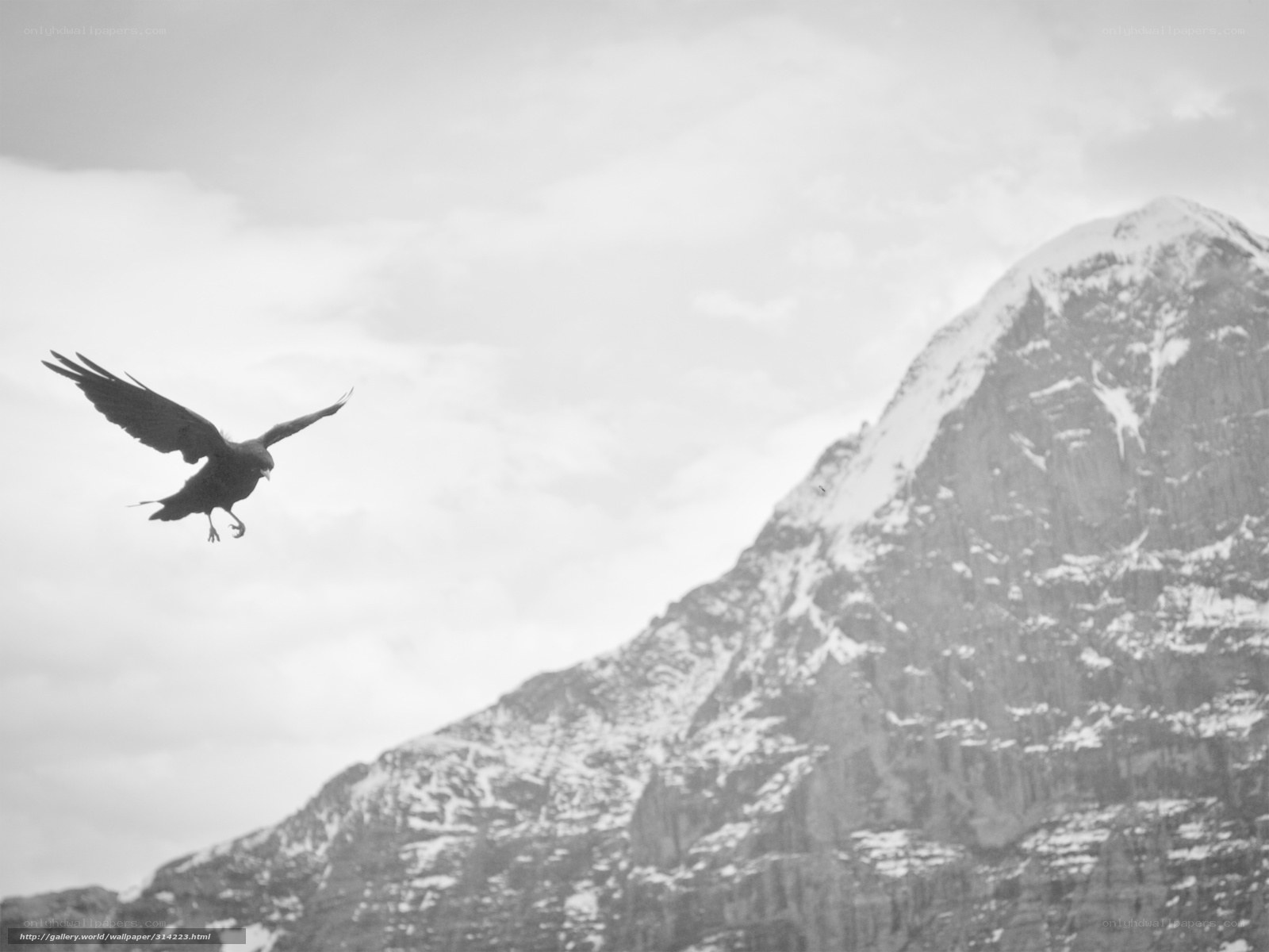 Bird flying over snowy mountain