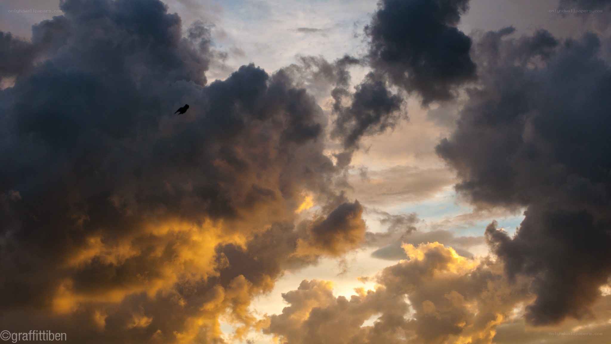 bird flying over stormy sky