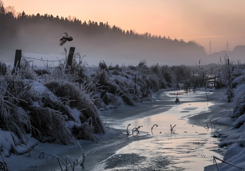 Bird Flying over Stream
