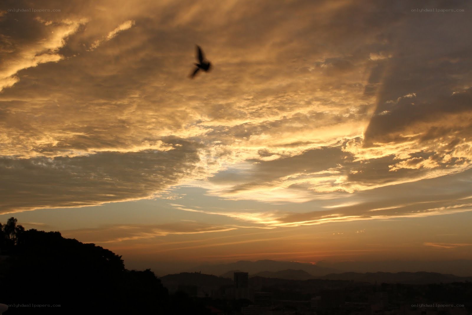 Bird flying over sunset city
