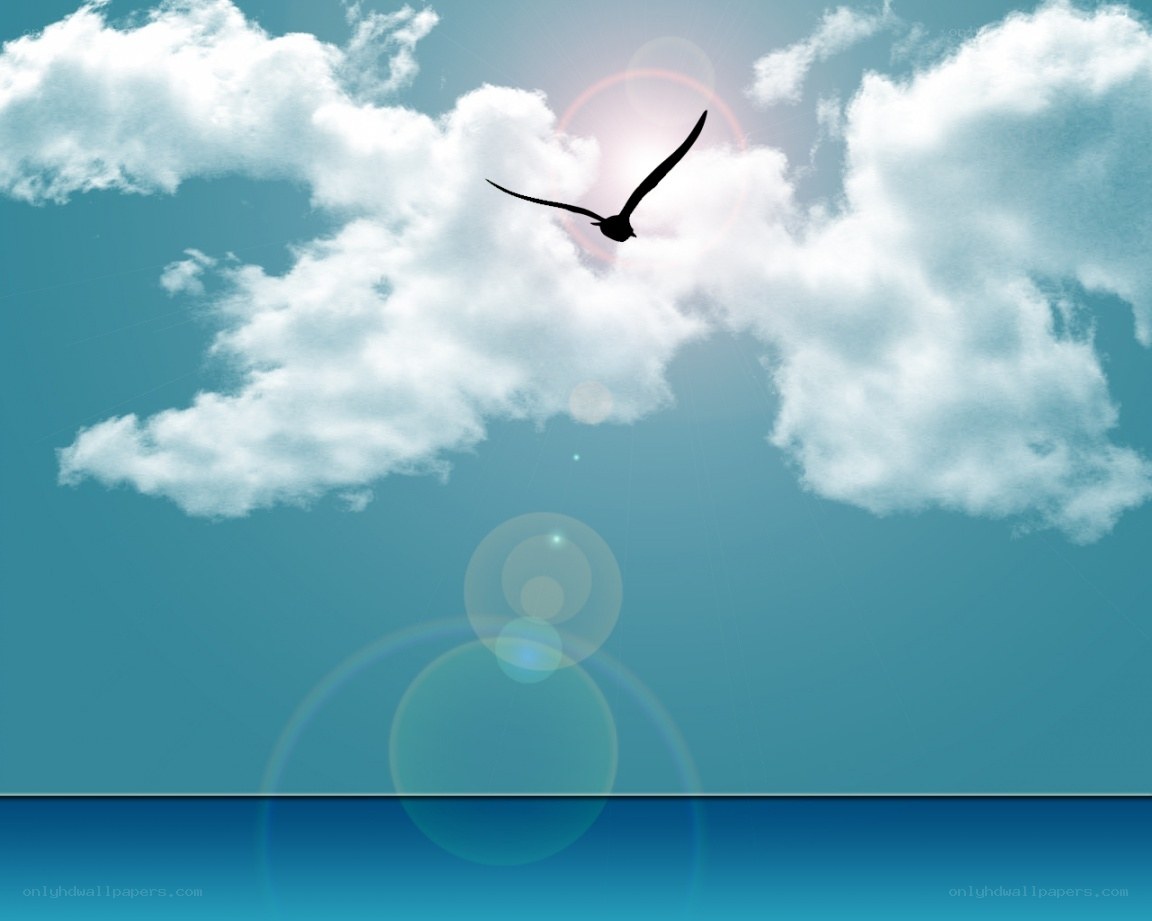 bird flying over the sea