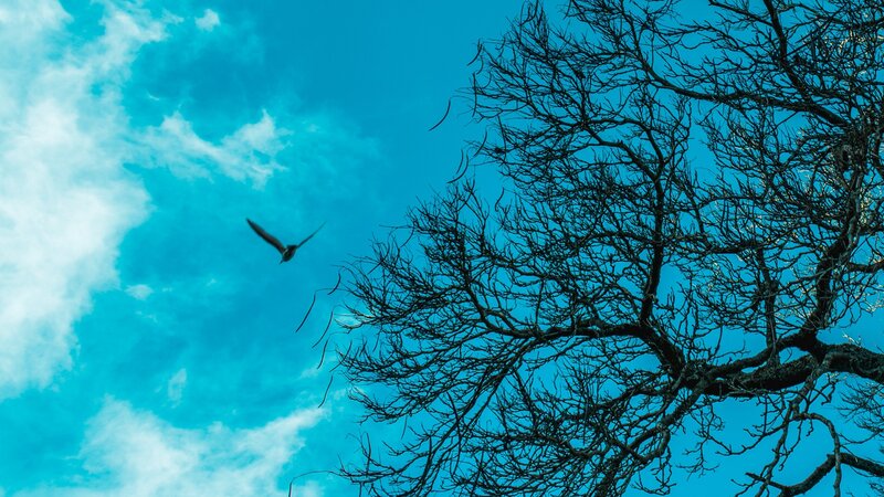 Bird Flying over Tree — Blue
