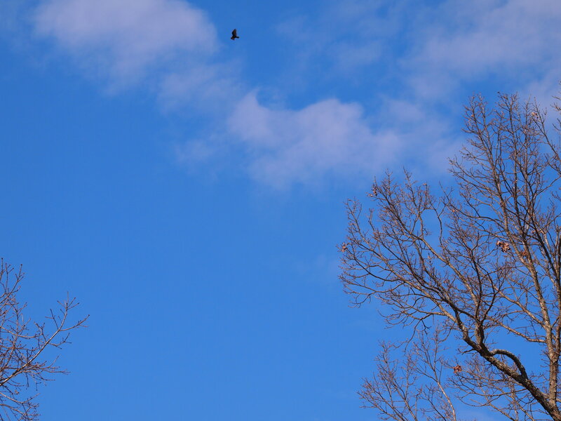 Bird Flying over Trees — Blue