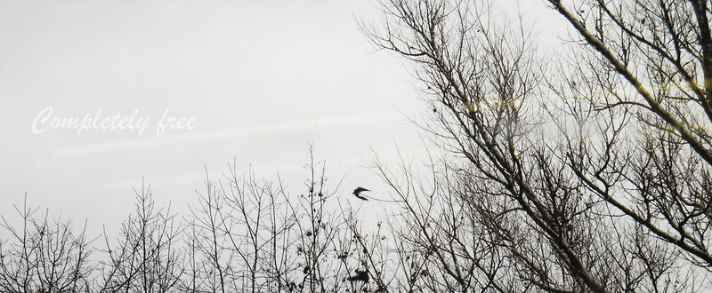 Bird Flying over Trees — Gray