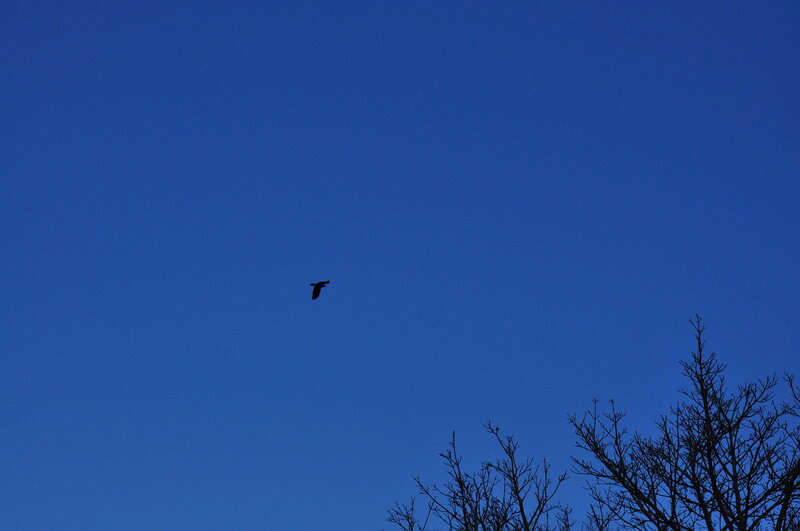 bird flying over trees
