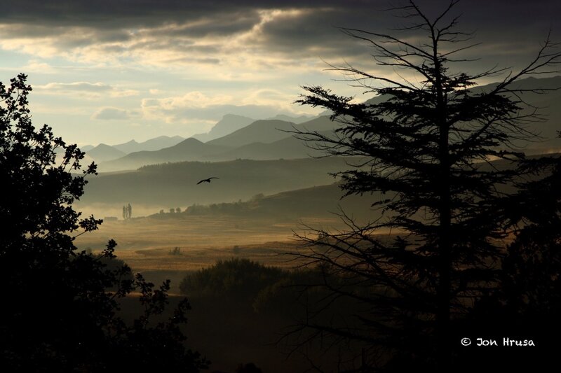 Bird Flying over Valley