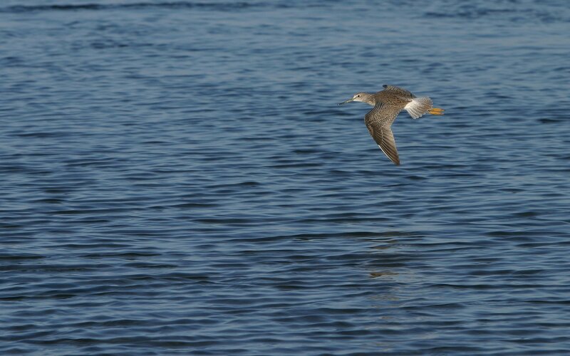 bird flying over water