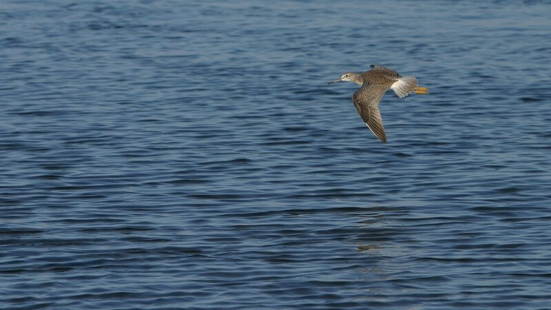 bird flying over water