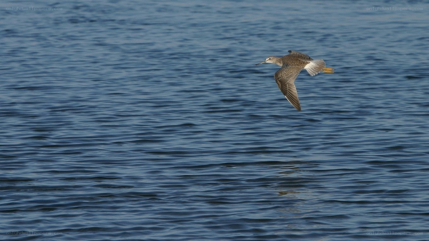 bird flying over water