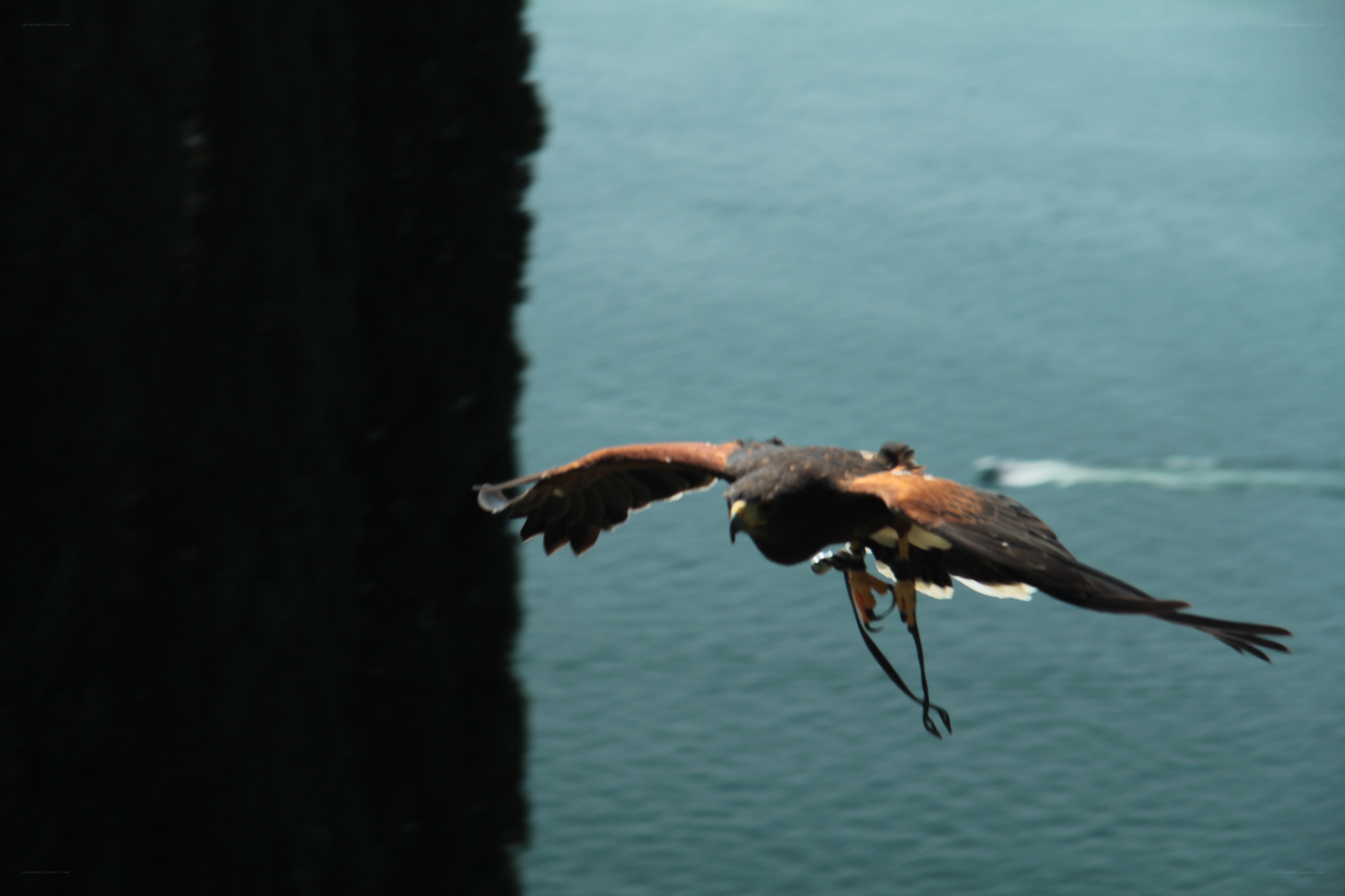 Bird flying over water