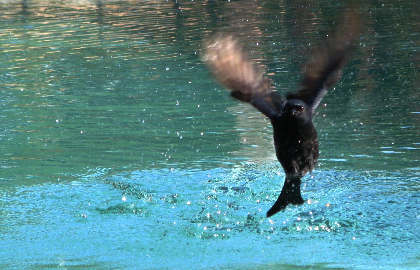 bird flying over water