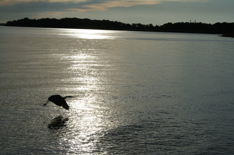 Bird flying over water at sunset