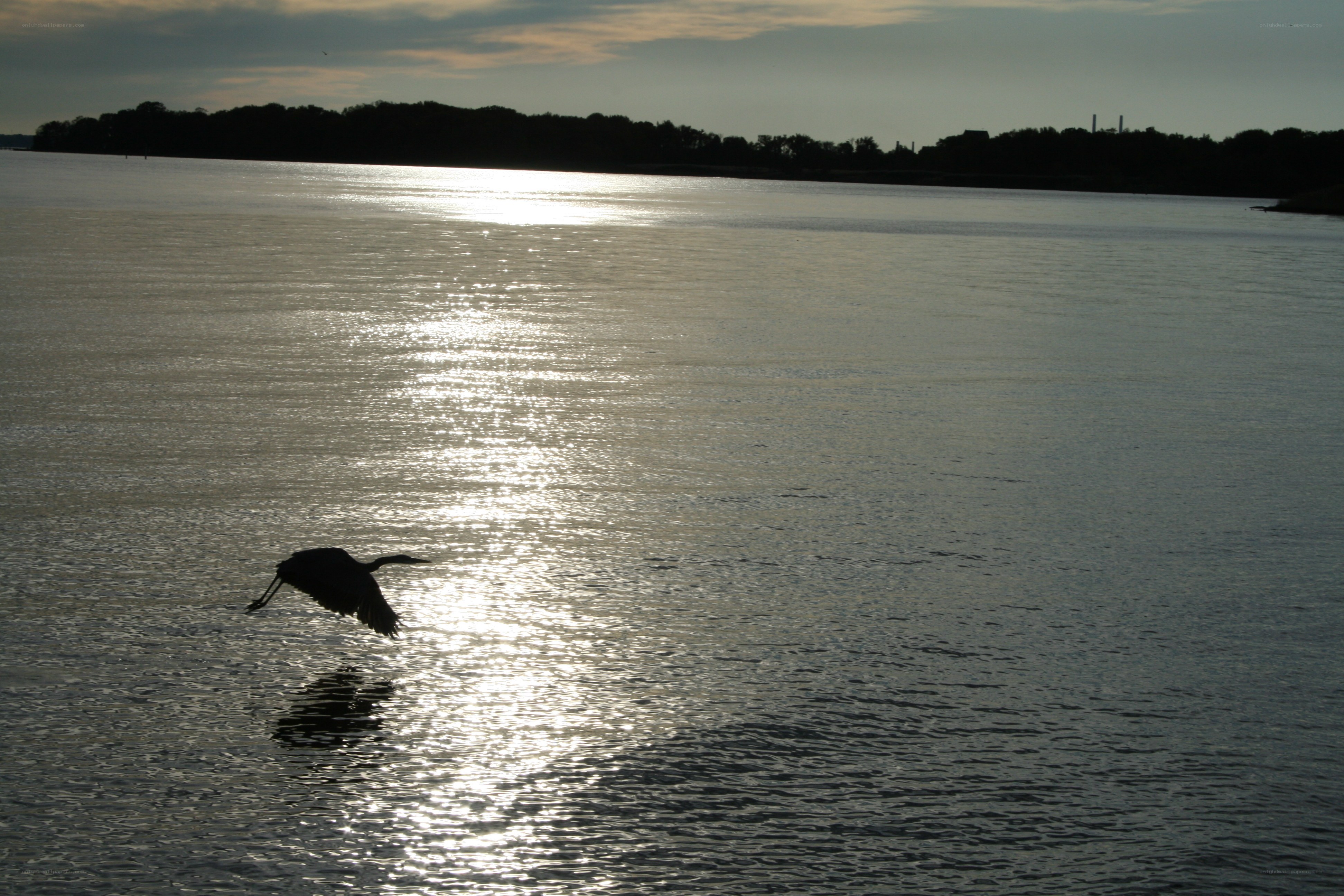 Bird flying over water at sunset