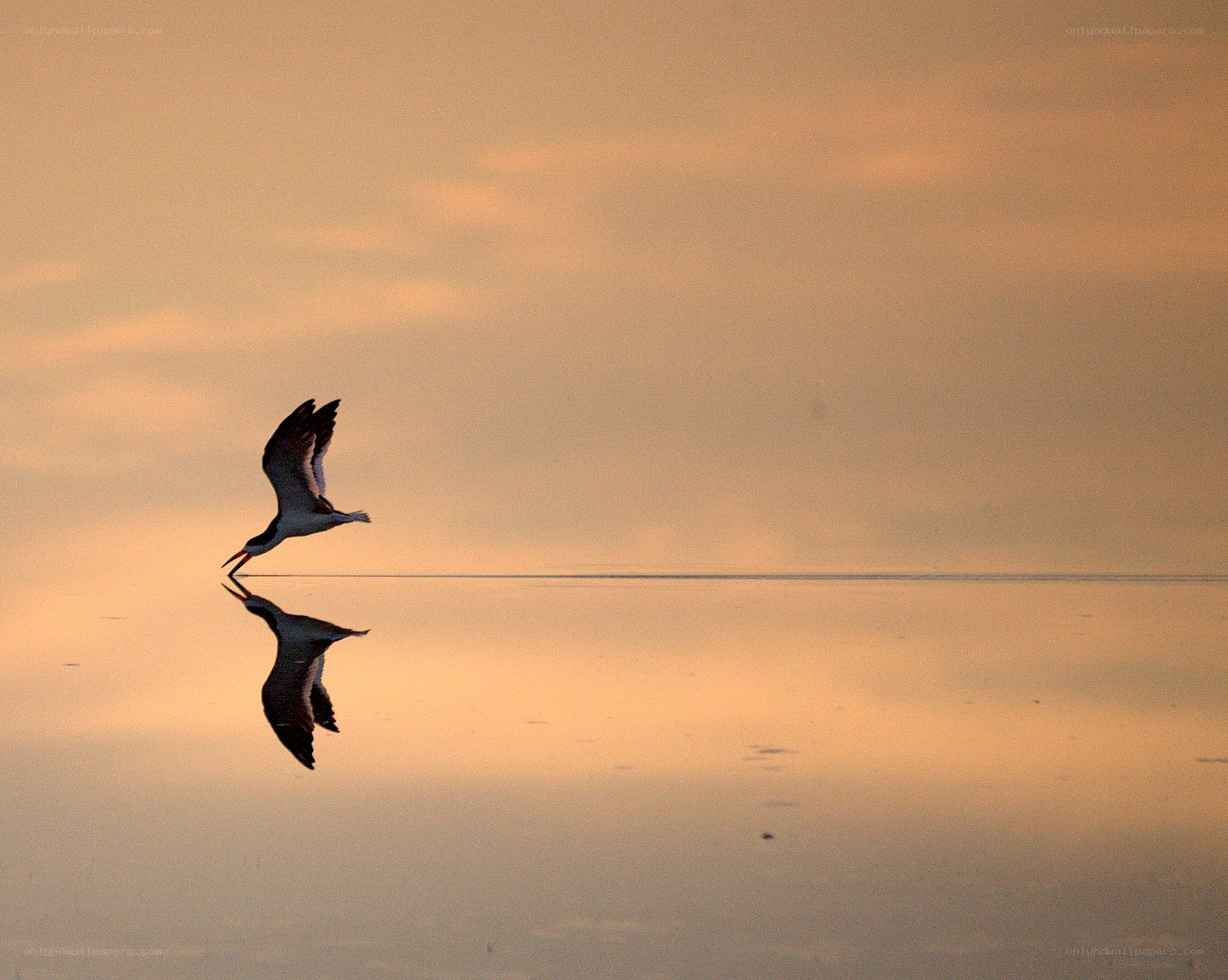 Bird flying over water at sunset
