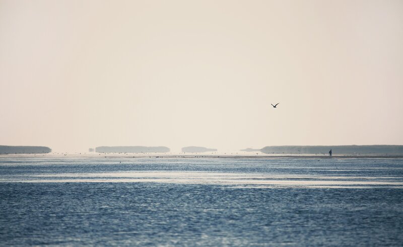 Bird Flying over Water — Blue, Serene, Morning