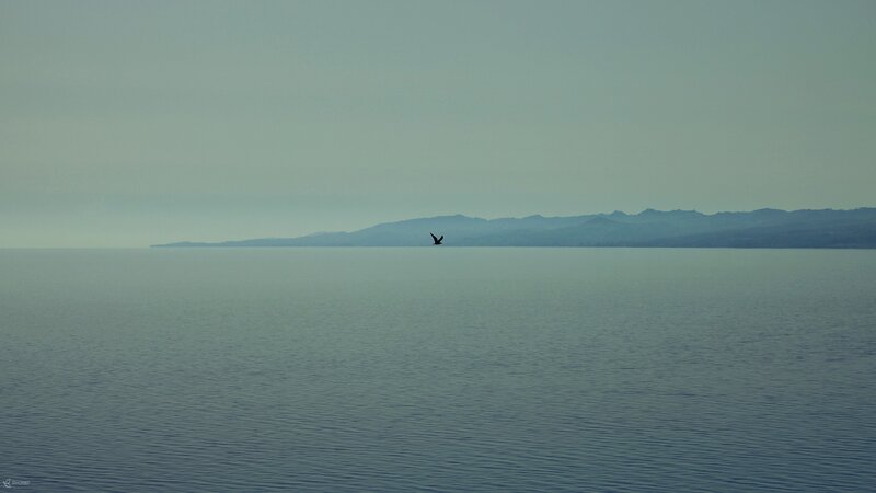 Bird Flying over Water — Blue, Serene