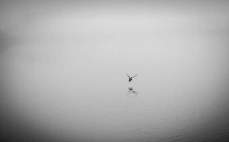 Bird Flying over Water — Gray