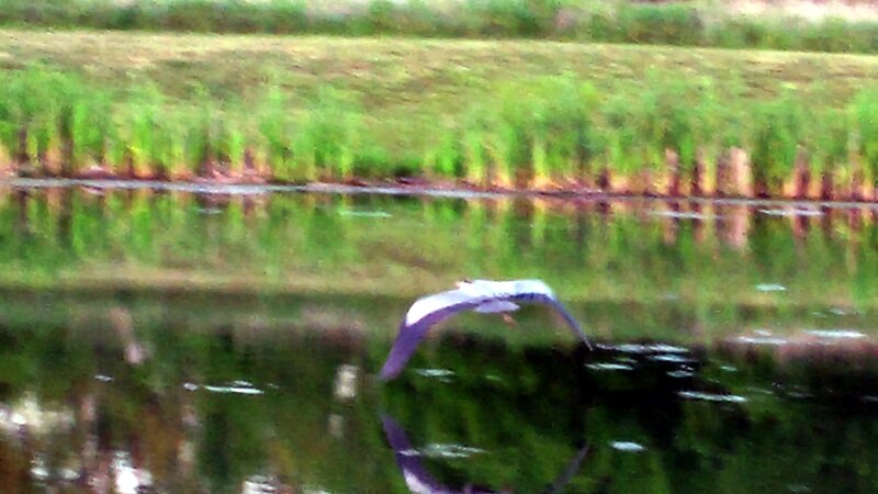 Bird Flying over Water — Green