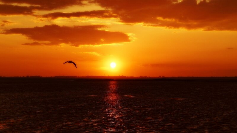 Bird Flying over Water — Orange, Dramatic