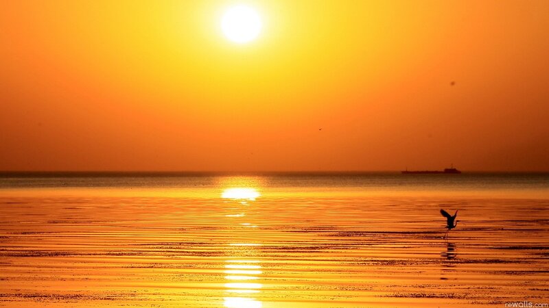 Bird Flying over Water — Orange, Serene, Sunset, Photograph, Sun