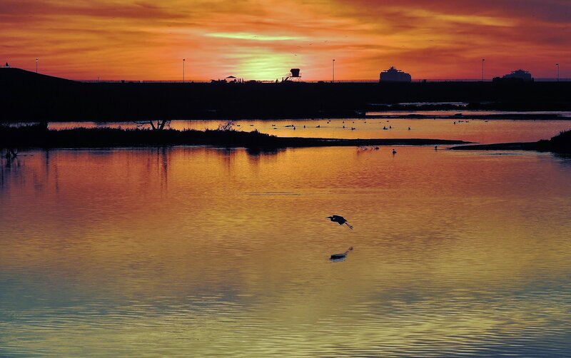 Bird Flying over Water — Orange, Serene, Sunset