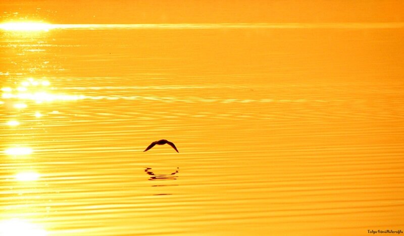 Bird Flying over Water — Orange