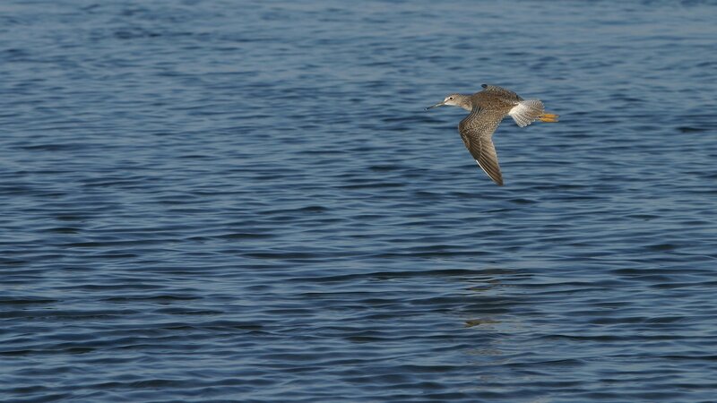 bird flying over water