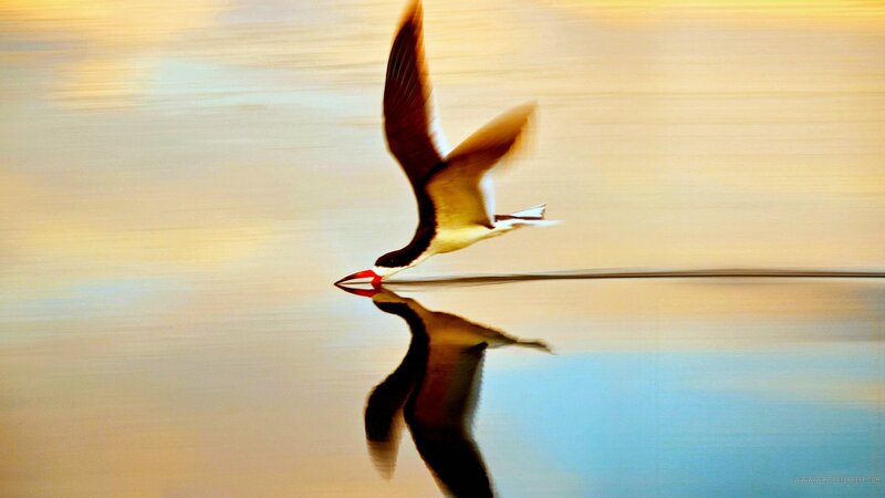 Bird Flying over Water — Yellow