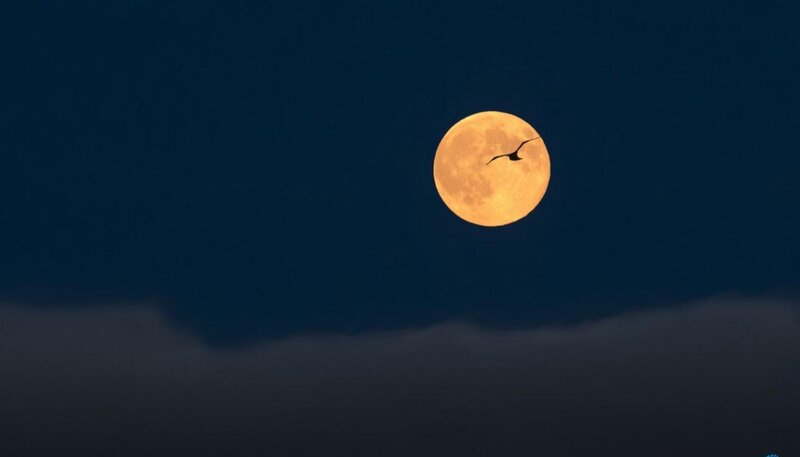 Bird Flying Past Moon