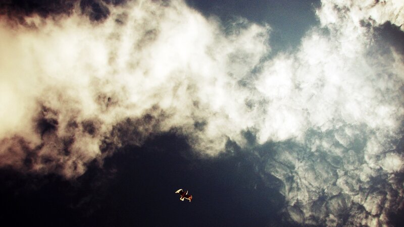 Bird flying through cloudy sky