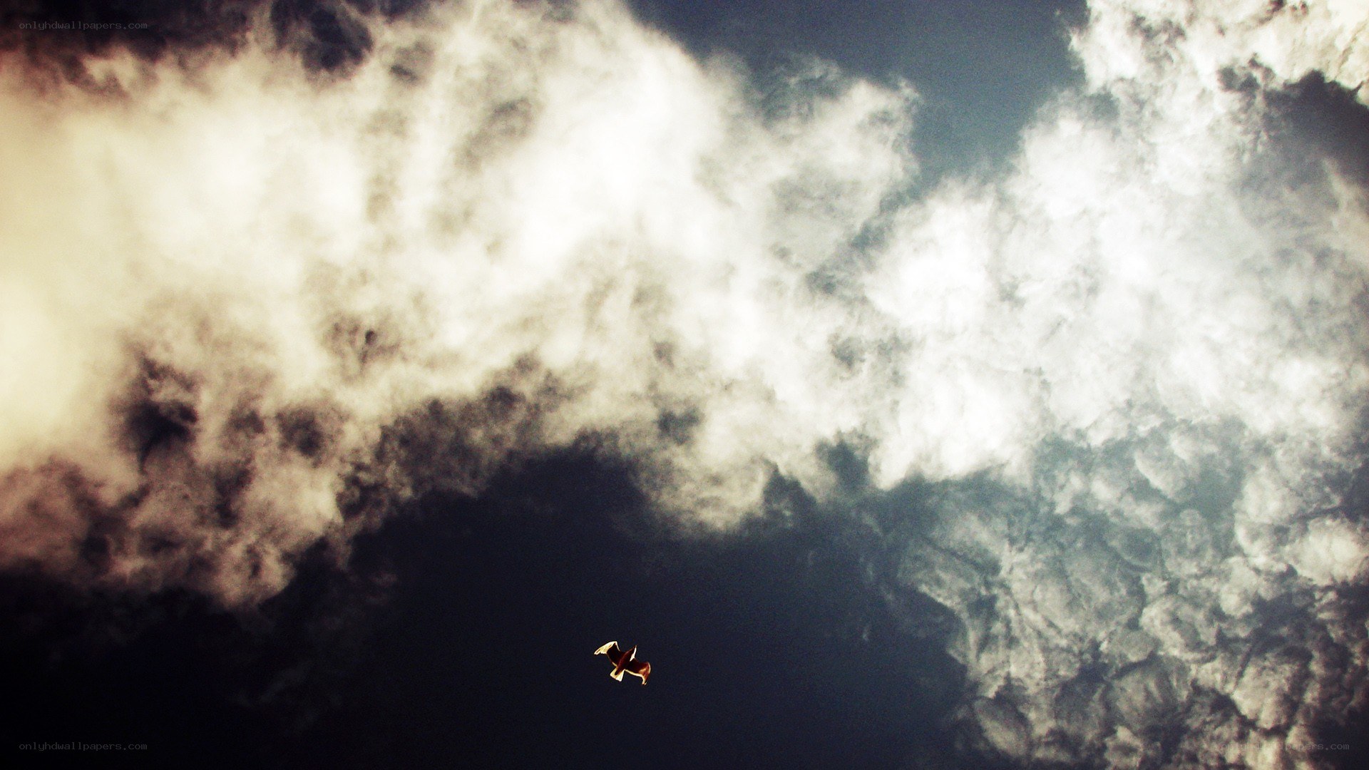 Bird flying through cloudy sky