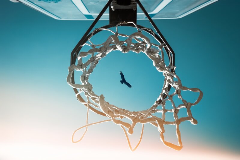 Bird Flying Through Hoop