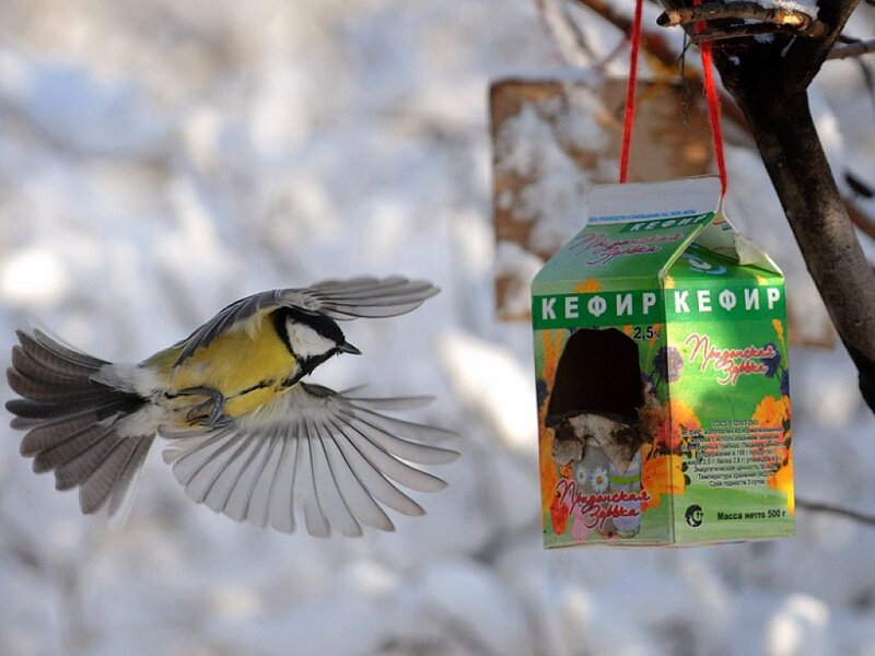 Bird Flying to Feeder
