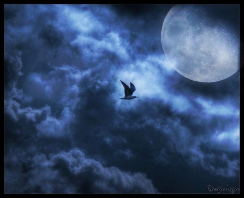 Bird flying under moonlit sky