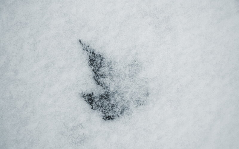 bird footprint in snow
